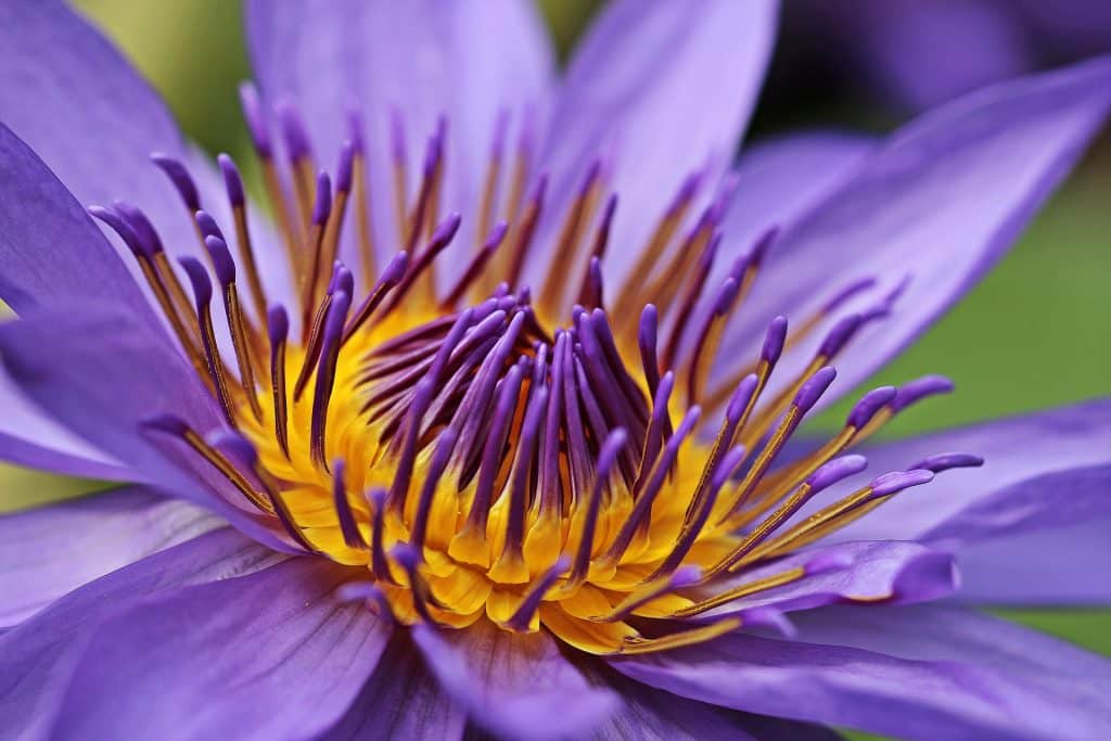 Macrofotografie