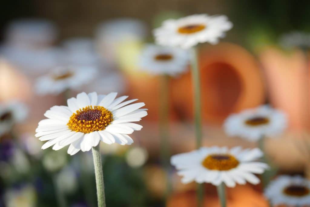 Macrofotografie