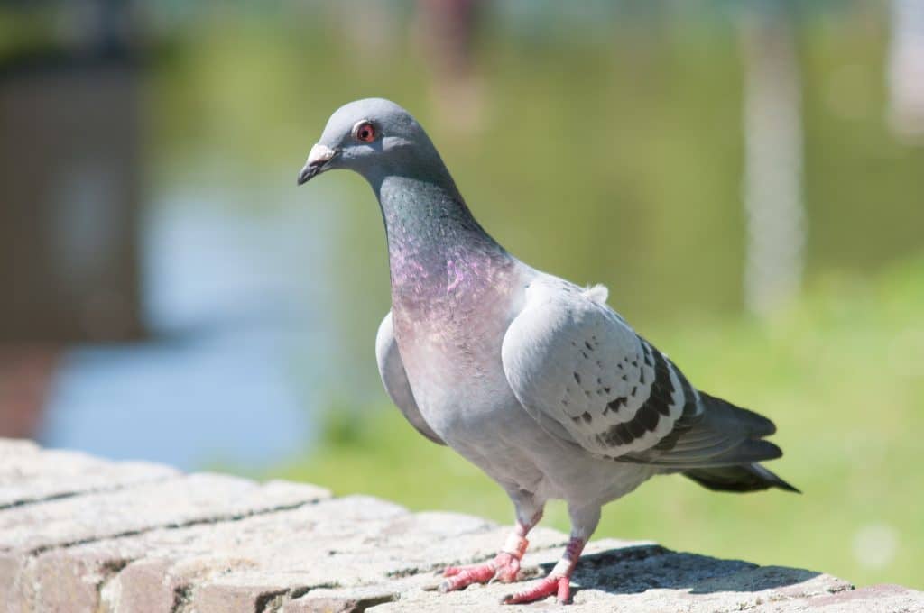 Vogelfotografie