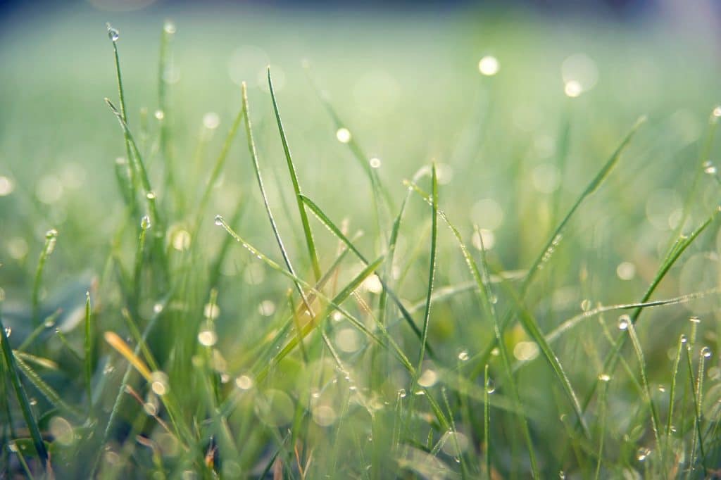 Bokeh fotografie