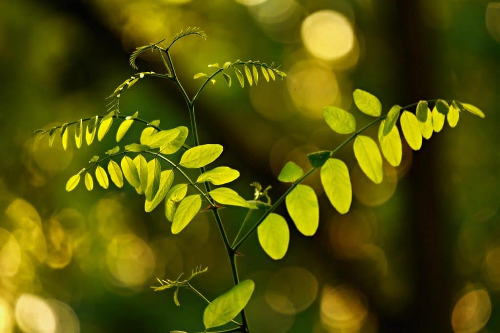 Bokeh fotografie