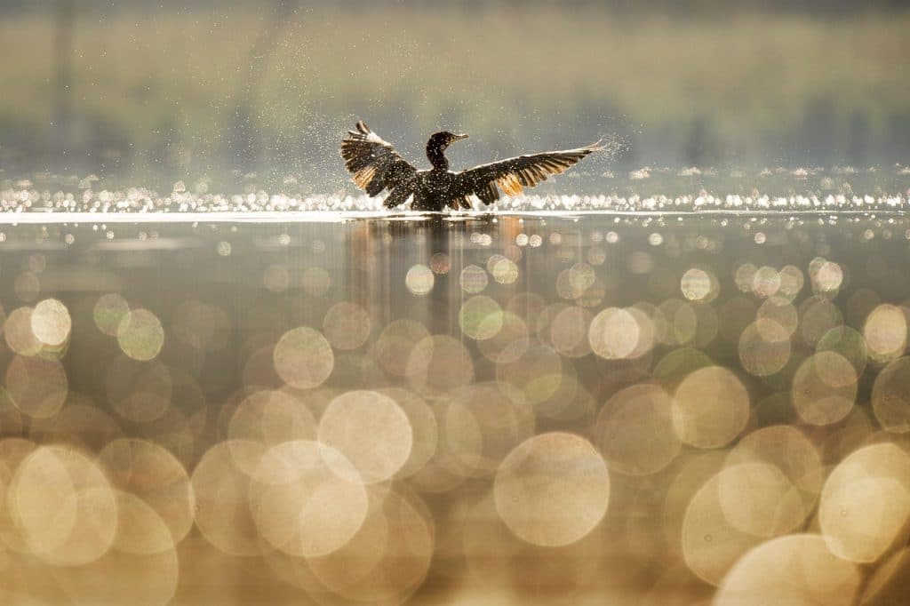 Bokeh fotografie