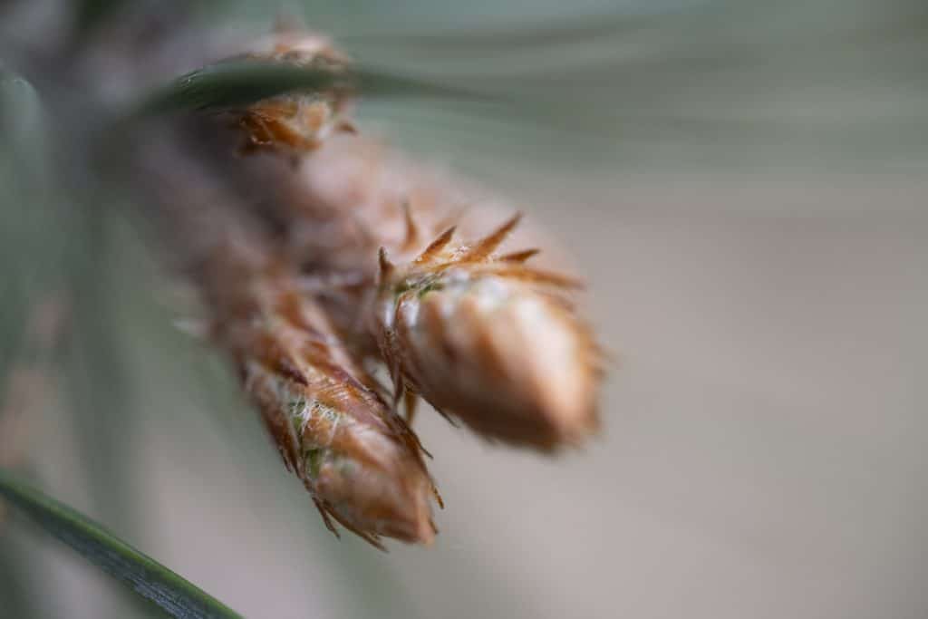 Macrolens