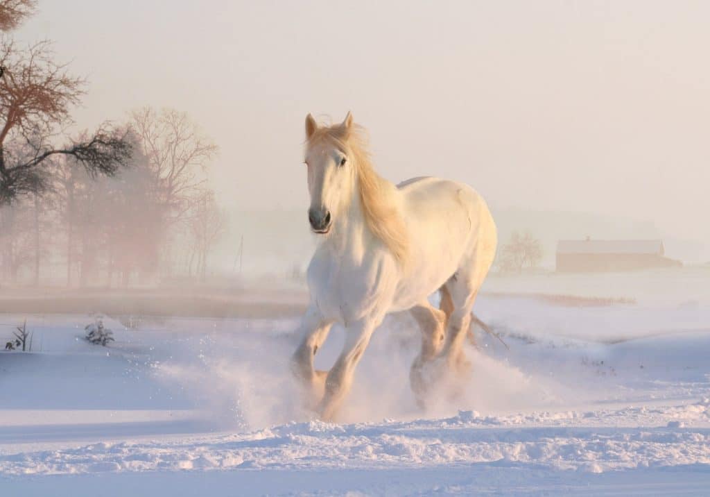 Dierenfotografie