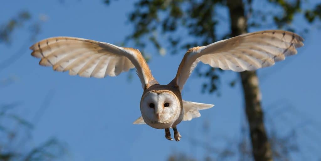 Dierenfotografie
