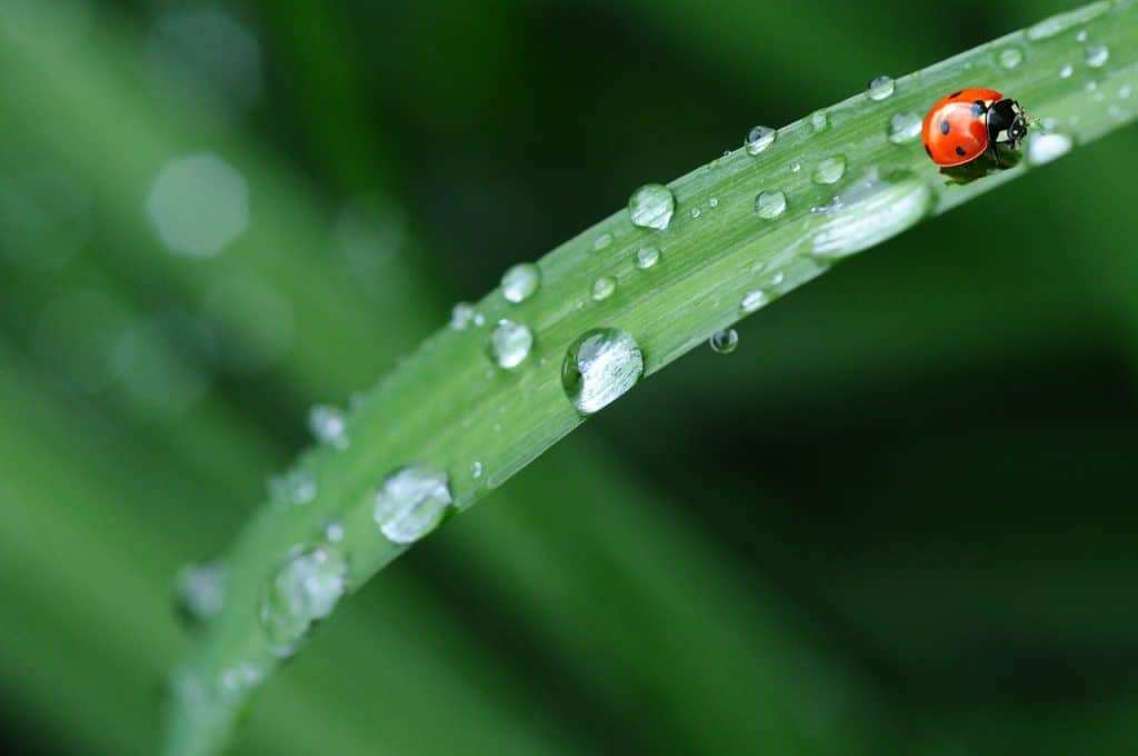 Close-up fotografie