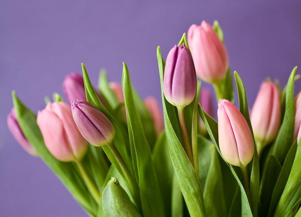 Close-up fotografie