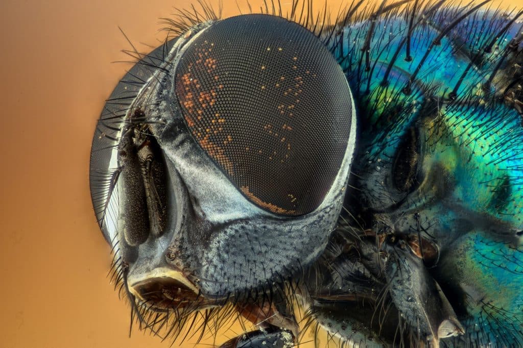 Close-up fotografie