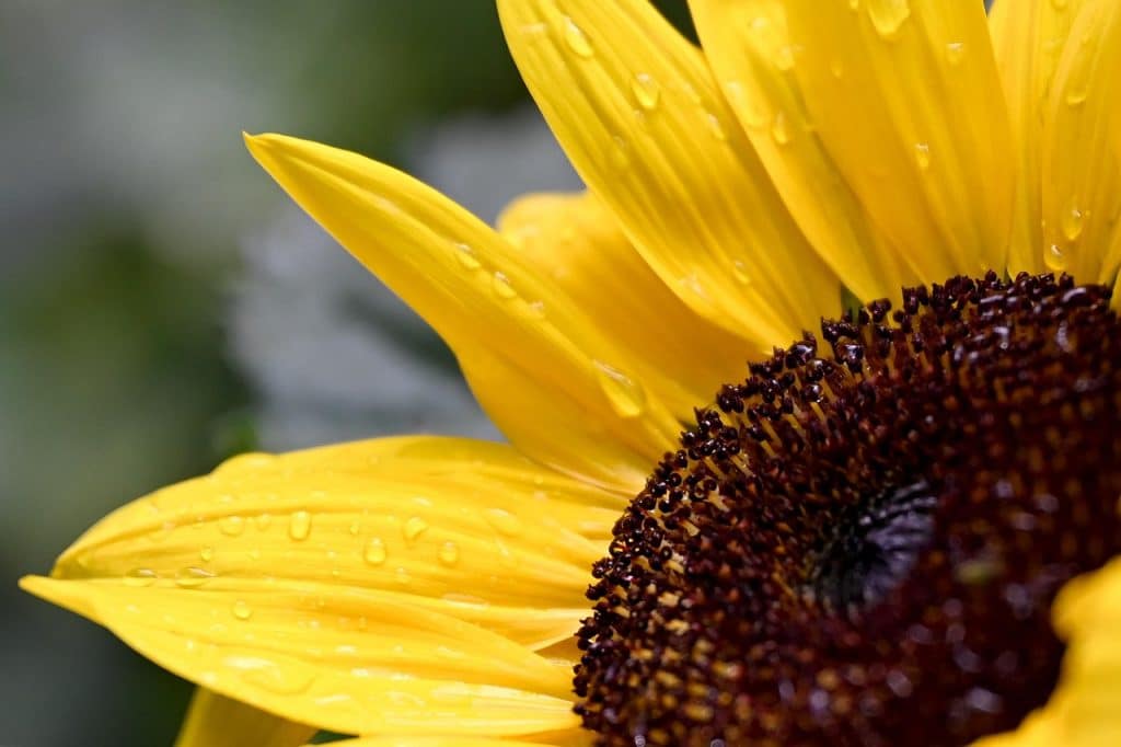 Bloemen fotograferen
