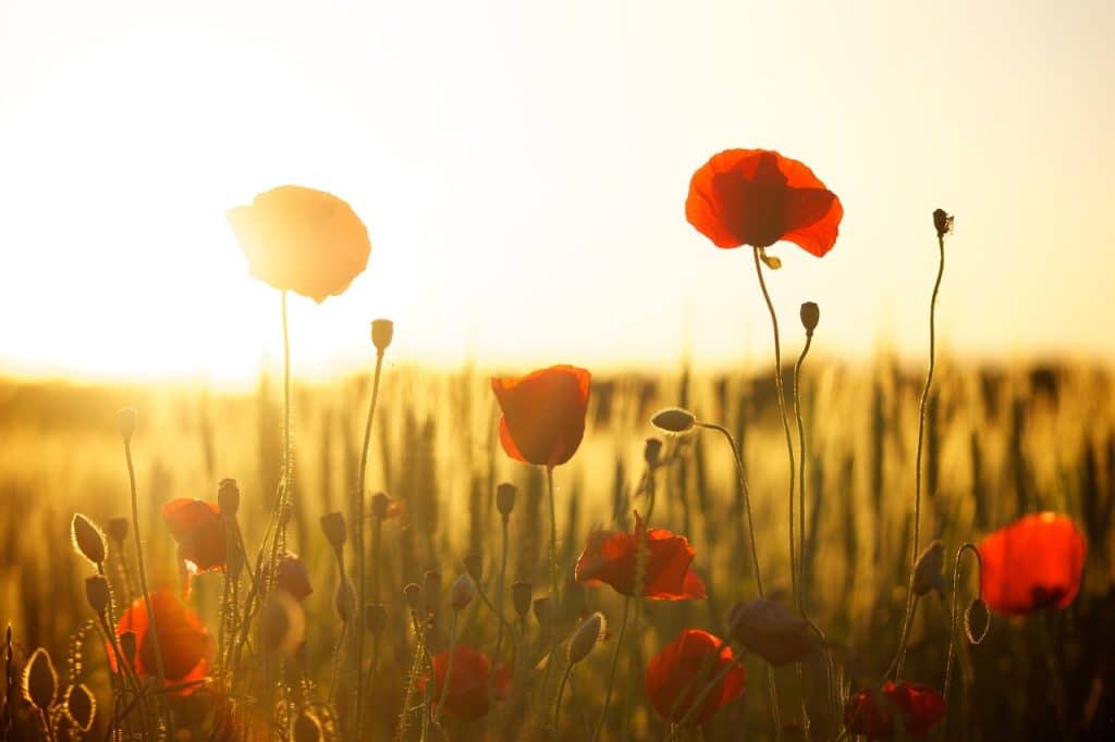 Bloemen fotograferen