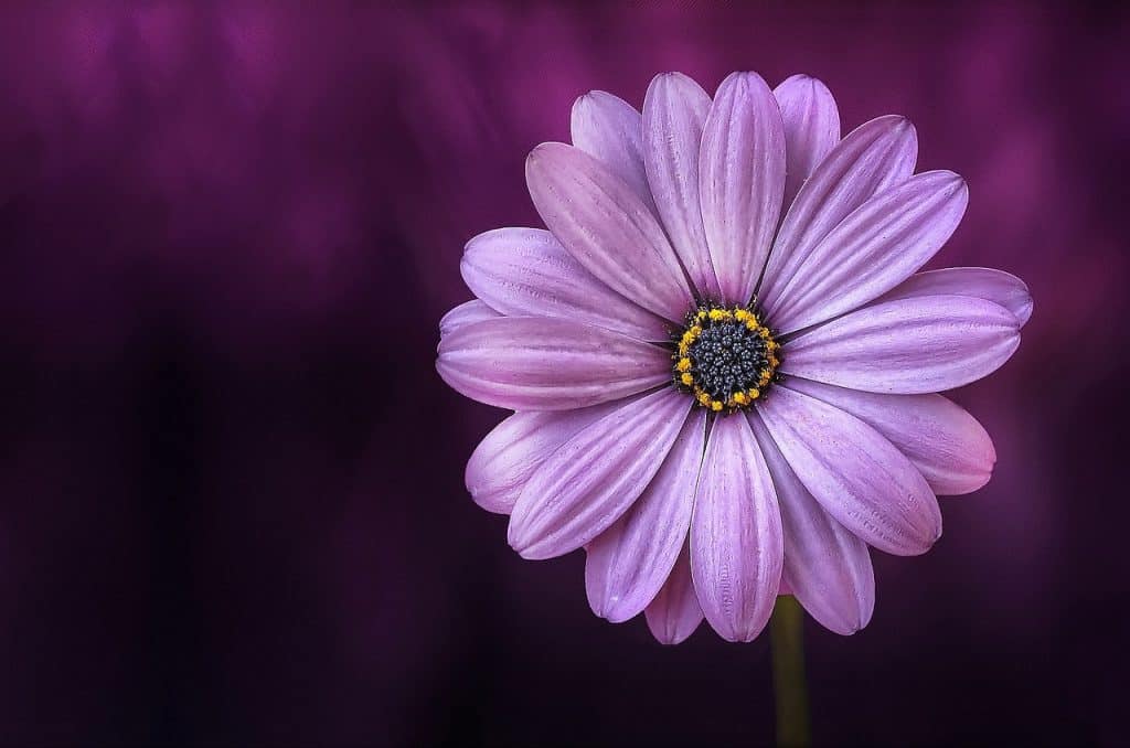 Bloemen fotograferen