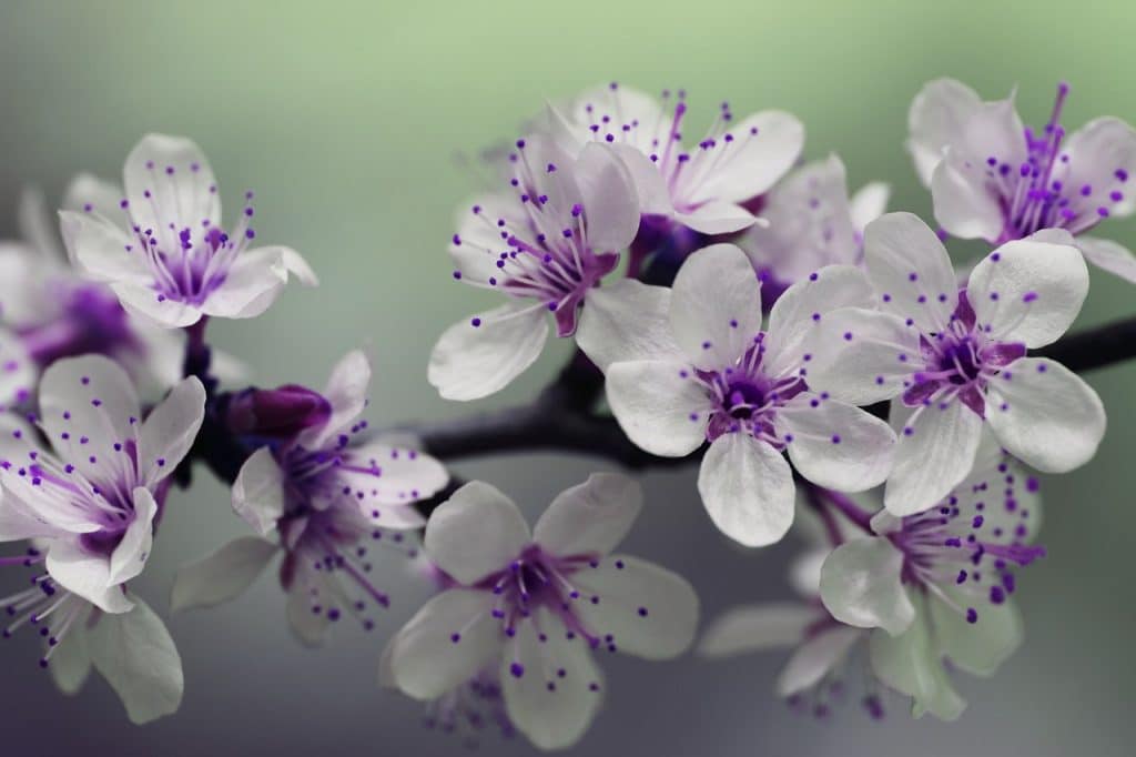 Bloemen fotograferen