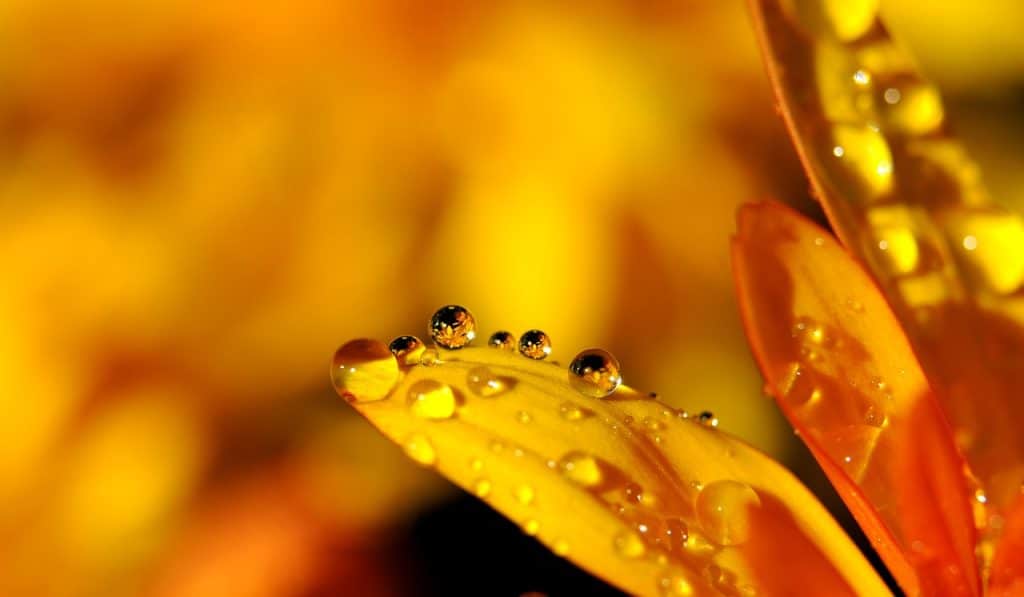 Bloemen fotograferen