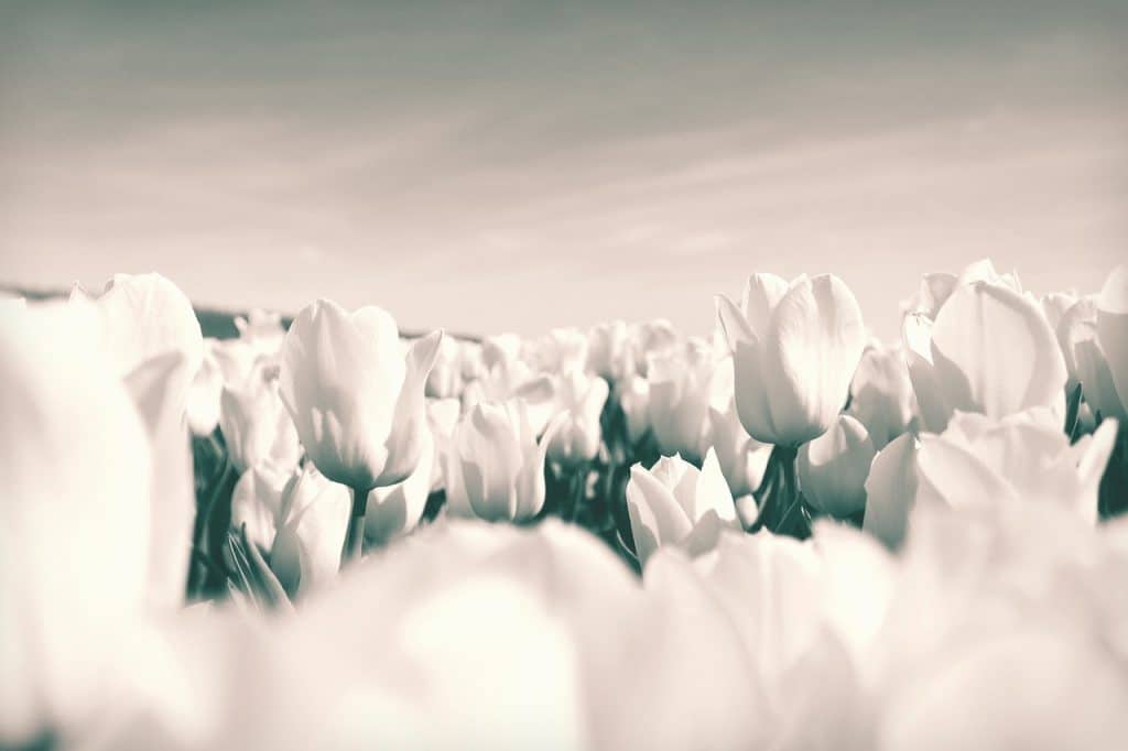 Bloemen fotograferen