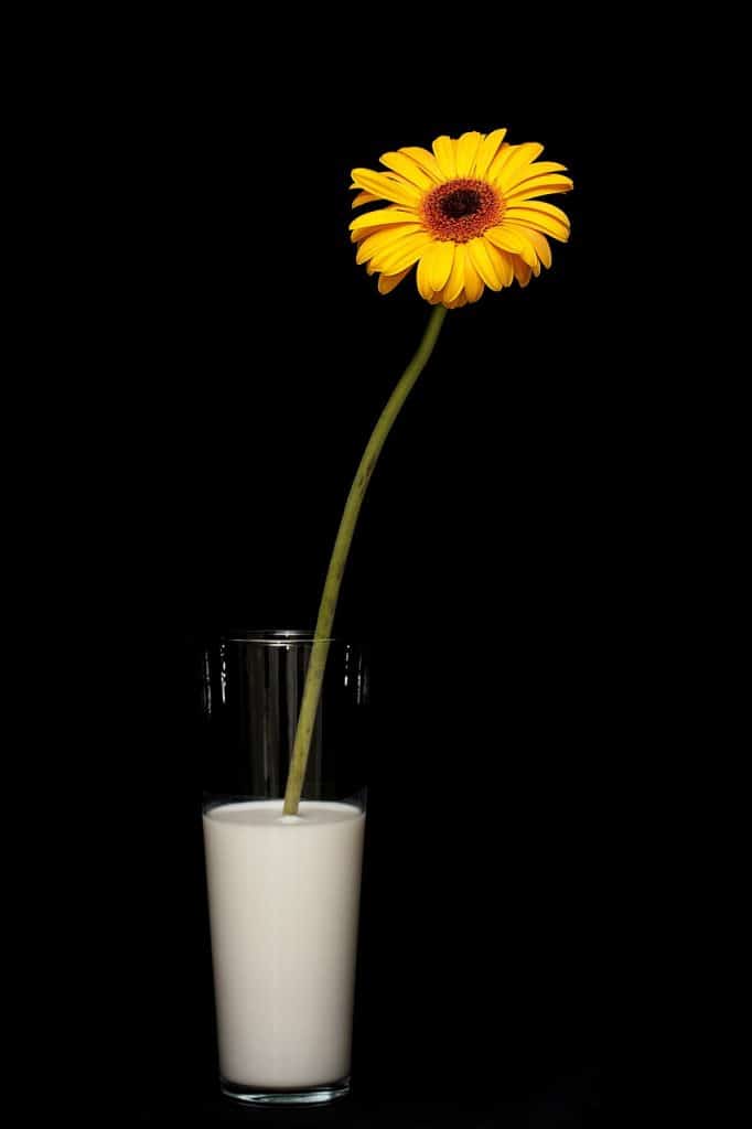 Bloemen fotograferen