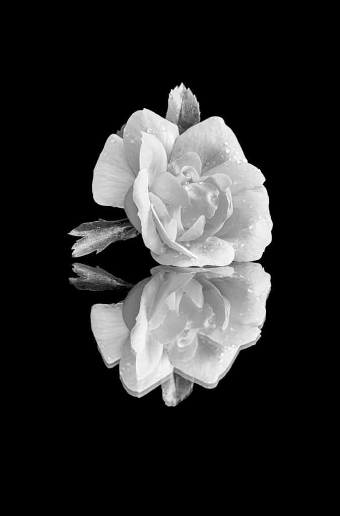 Bloemen fotograferen