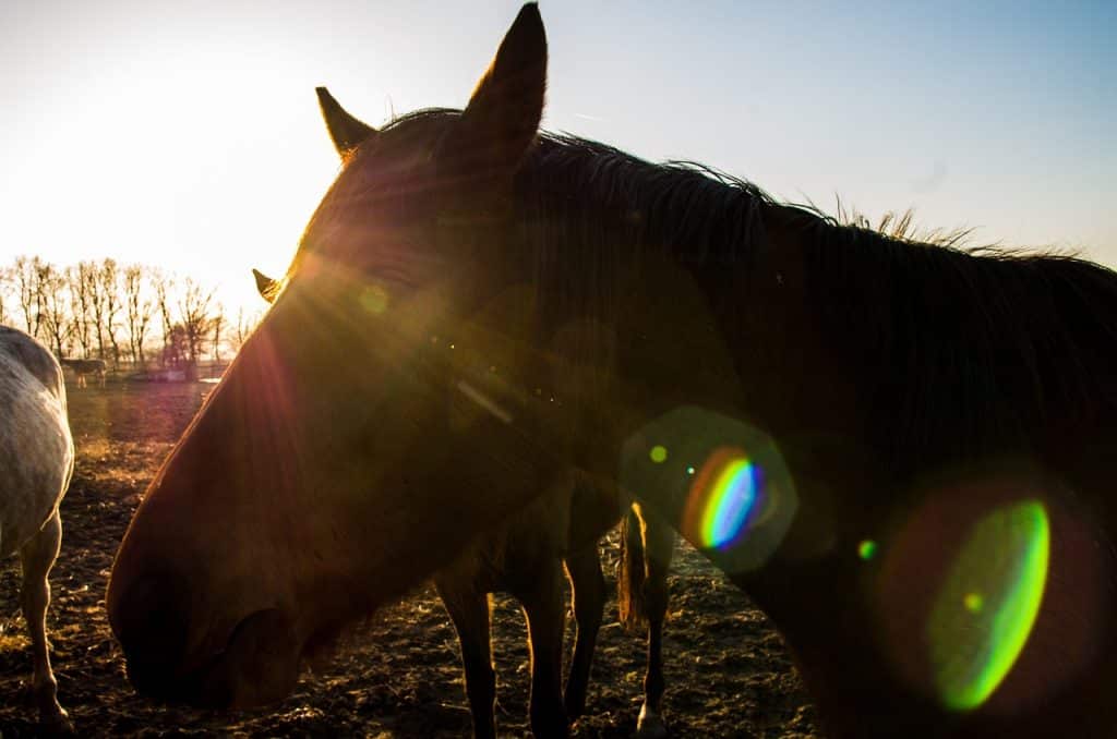 Fotograferen met tegenlicht