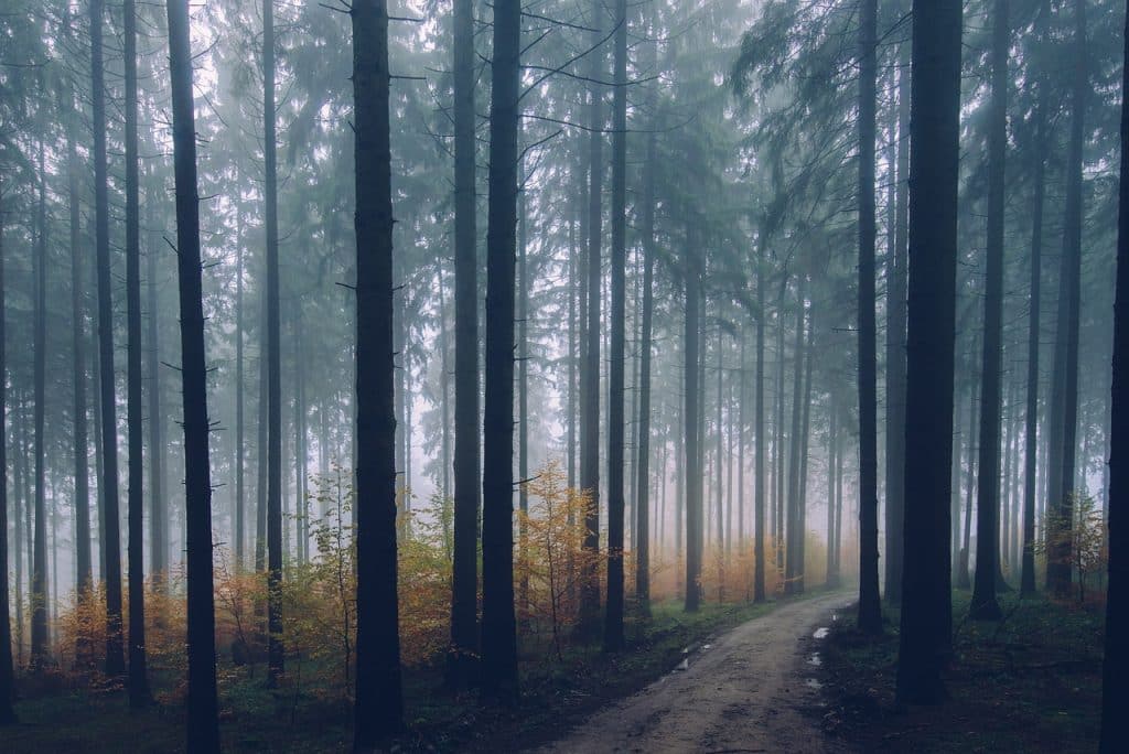 Mist fotograferen