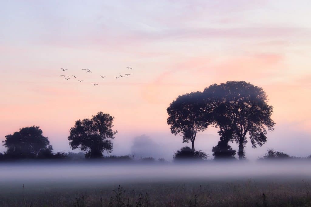 Mist fotograferen