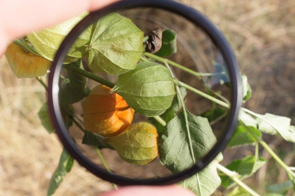 Filter lens