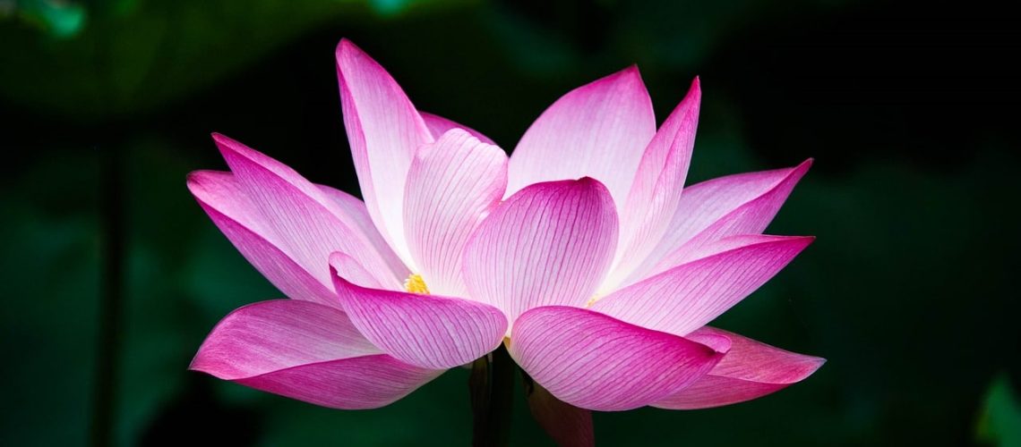 Bloemen fotograferen