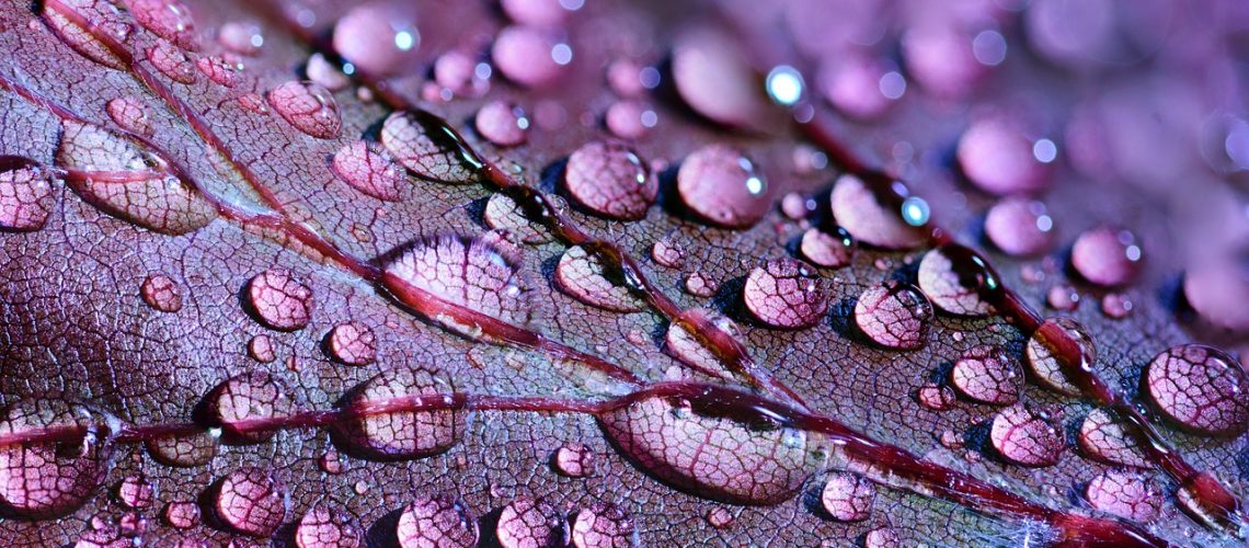 Close-up fotografie