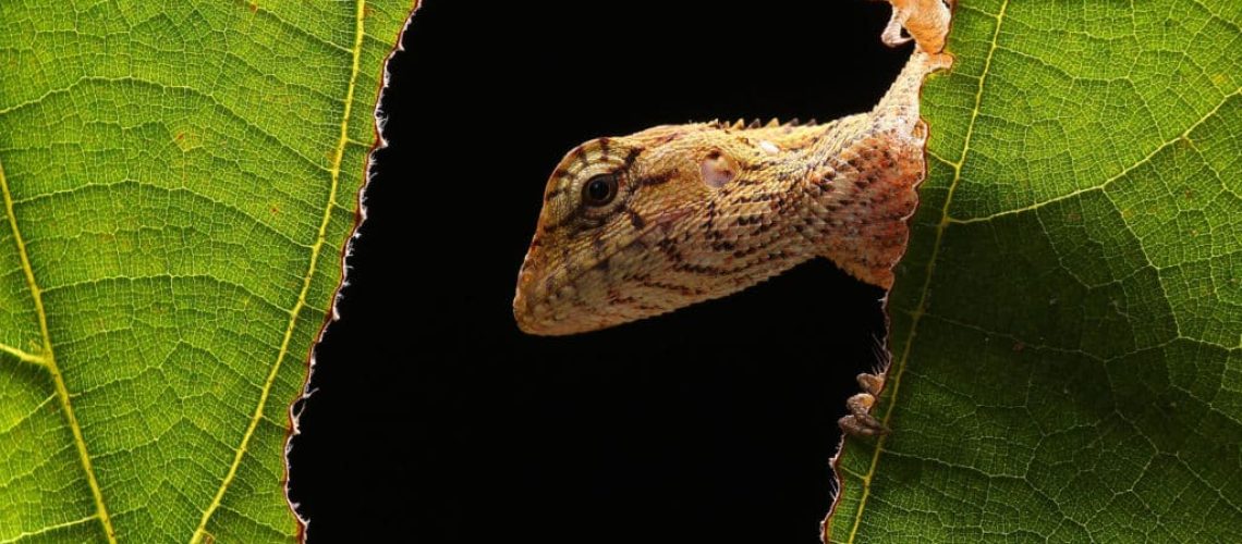 Dierenfotografie