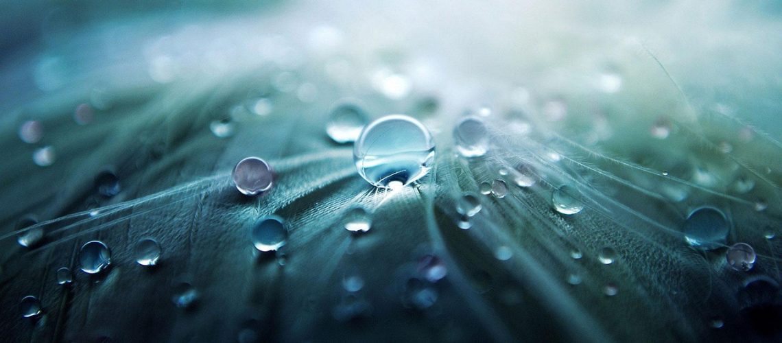 Macrofotografie