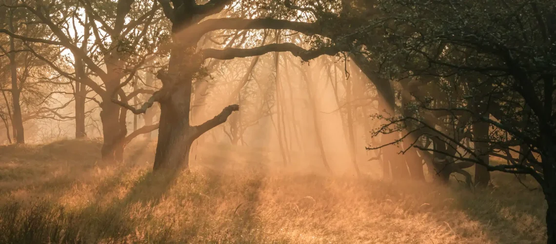 Mist fotograferen