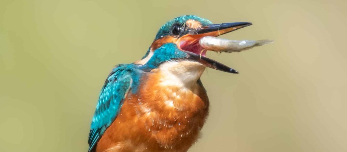 Vogelfotografie